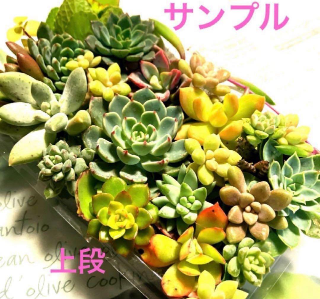 多肉植物♡おまかせカラフル可愛いカット苗セット♡多肉弁当♡メルカリ