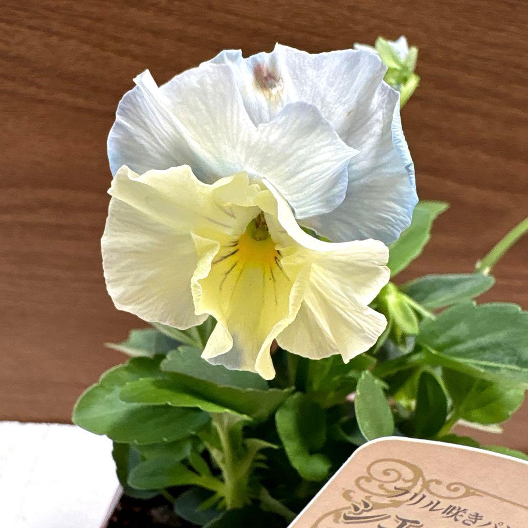 花日和♡パンジー♡シエルブリエ♡3.5号♡ポットごと宅急便コンパクト