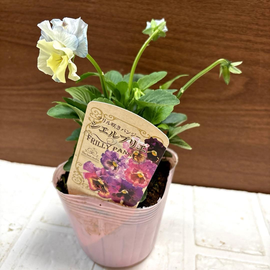 花日和♡パンジー♡シエルブリエ♡3.5号♡ポットごと宅急便コンパクト