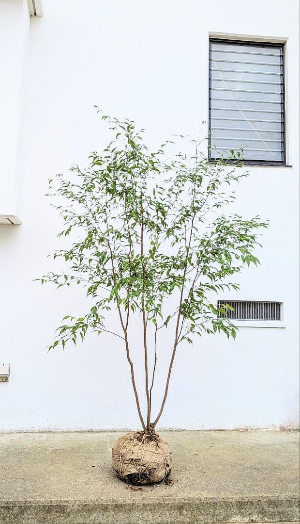 極美。山採りハイノキ。