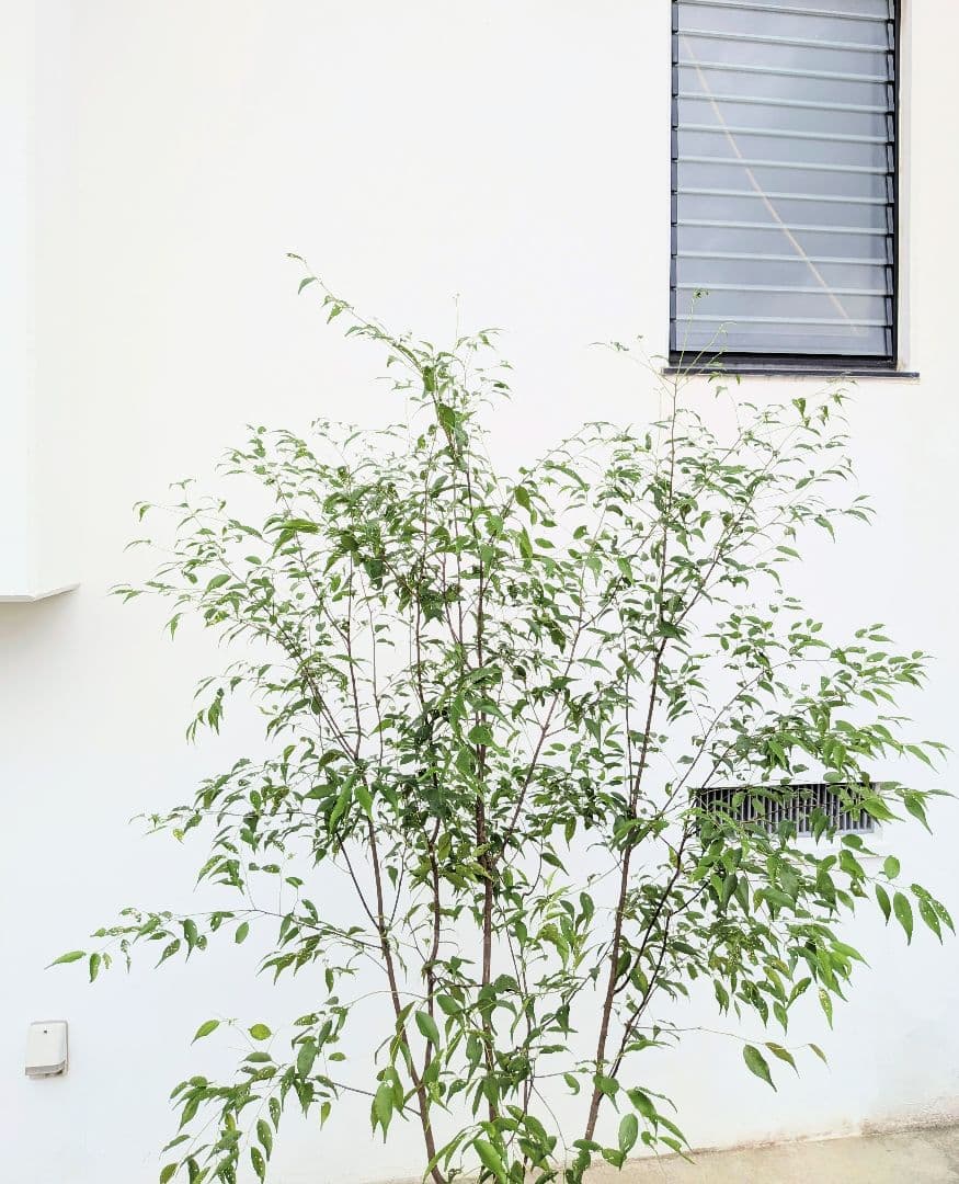 極美。山採りハイノキ。