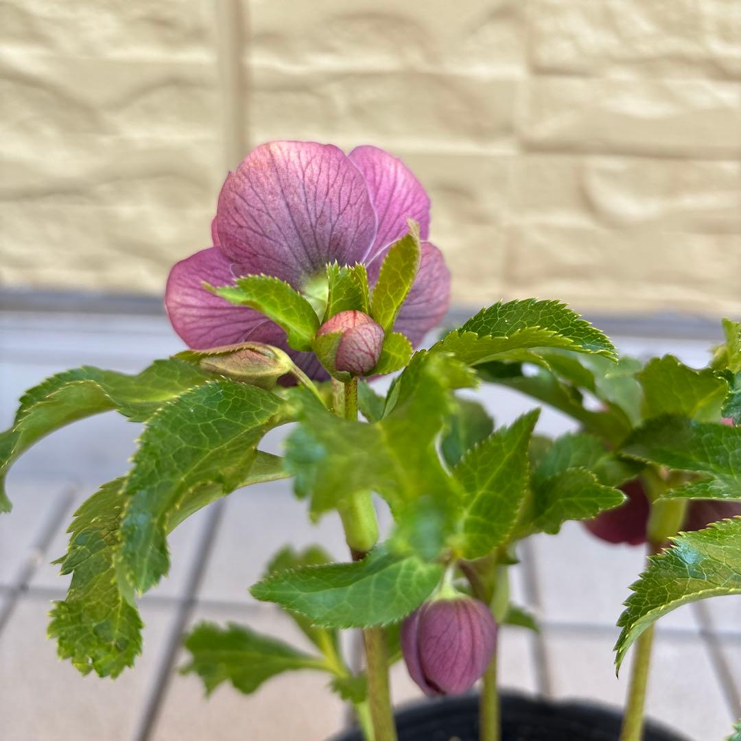 広瀬園芸　クリスマスローズ　dd整形レッドブロッチ　開花株　現品　匿名発送