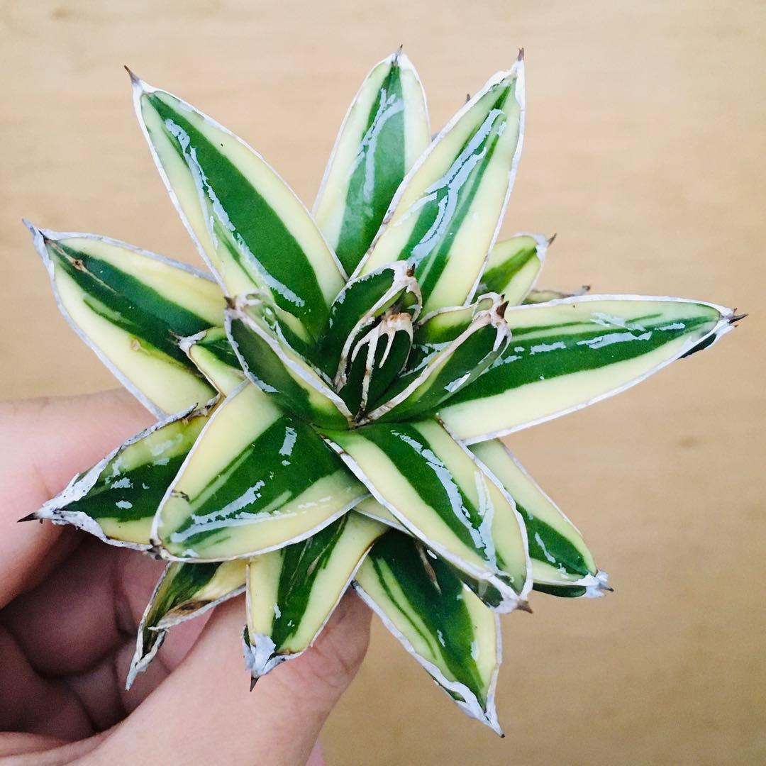 【稀少】5 笹の雪錦 クリーム覆輪斑 短葉 TC株 アガベ ビクトリアレジーナ