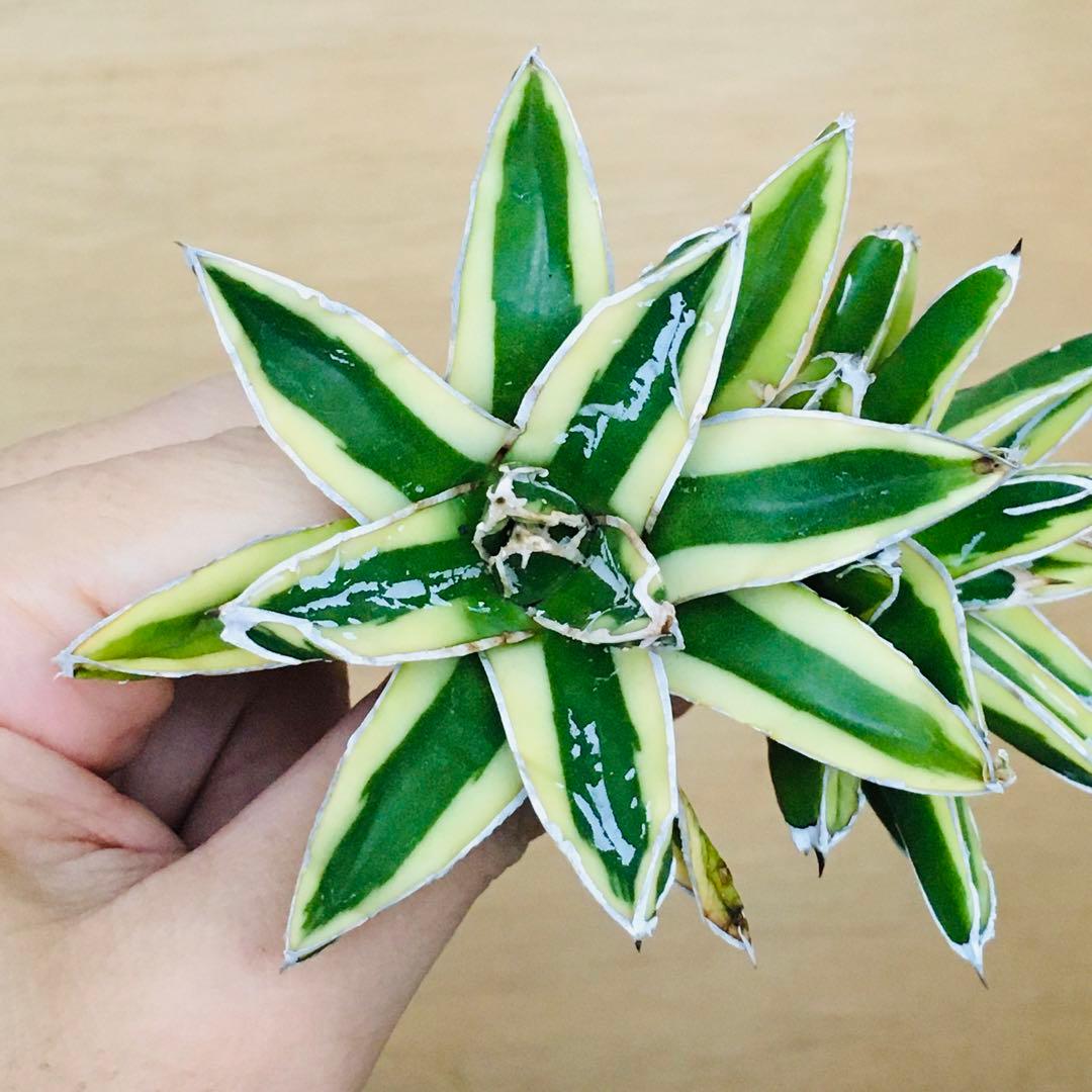 【稀少】5 笹の雪錦 クリーム覆輪斑 短葉 TC株 アガベ ビクトリアレジーナ