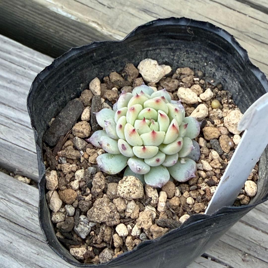 【ひなママ】さん専用