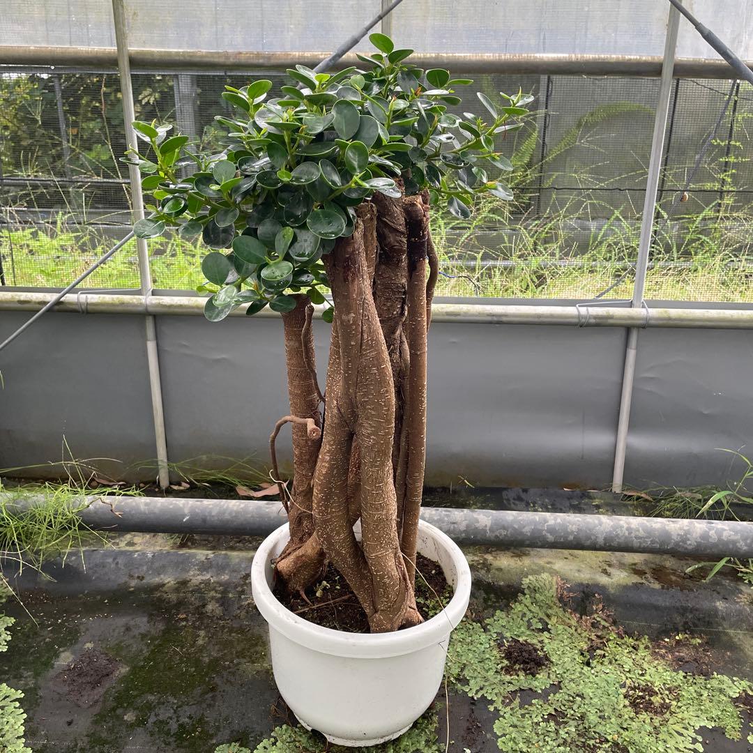 パンダガジュマル　小葉　接木　１０号