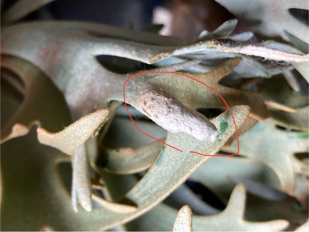 【残り2つ】ビカクシダ　\"EXP\"(ymds) 胞子