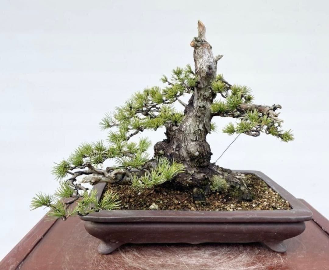 白木盆栽園　太幹　五葉松　樹高32センチ　山秋鉢　盆栽黒松赤松五葉松観葉植物