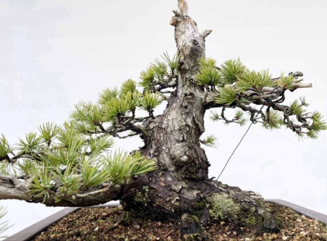 白木盆栽園　太幹　五葉松　樹高32センチ　山秋鉢　盆栽黒松赤松五葉松観葉植物