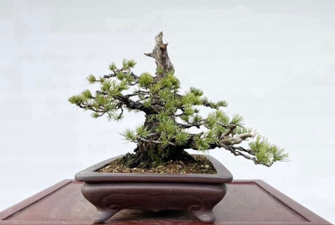 白木盆栽園　太幹　五葉松　樹高32センチ　山秋鉢　盆栽黒松赤松五葉松観葉植物