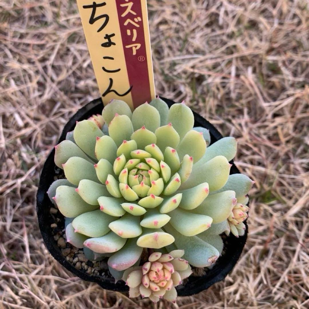 ちょこん　速達　札付き　ポットごと　ミックスベリア　おらいさん苗