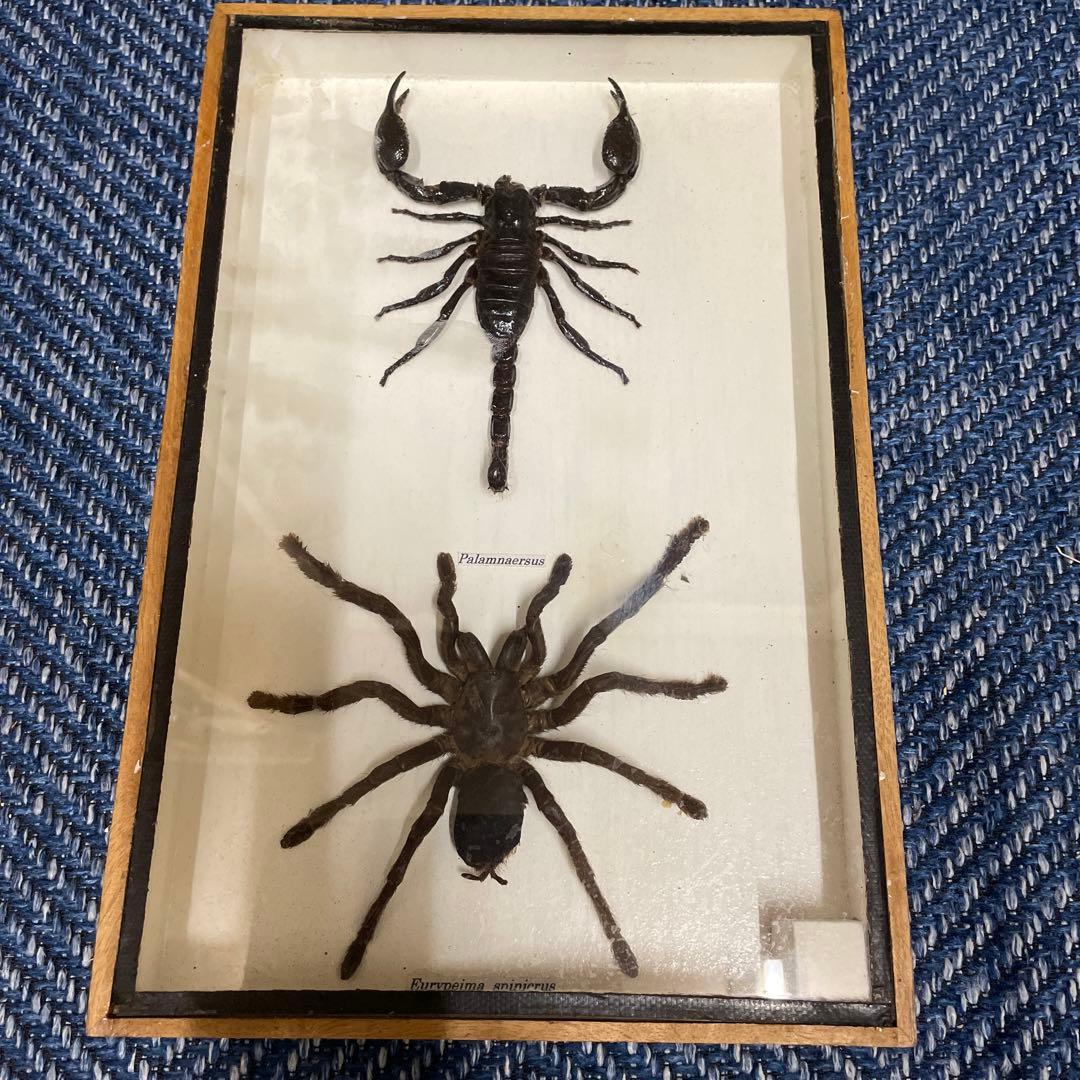 サソリ、タランチュラの標本 - メルカリ