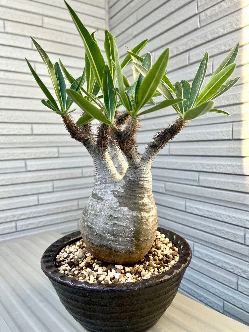 グラキリス　現地球　発根6年目株