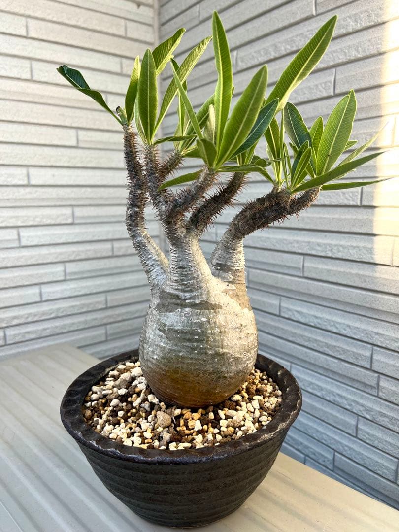 グラキリス　現地球　発根6年目株