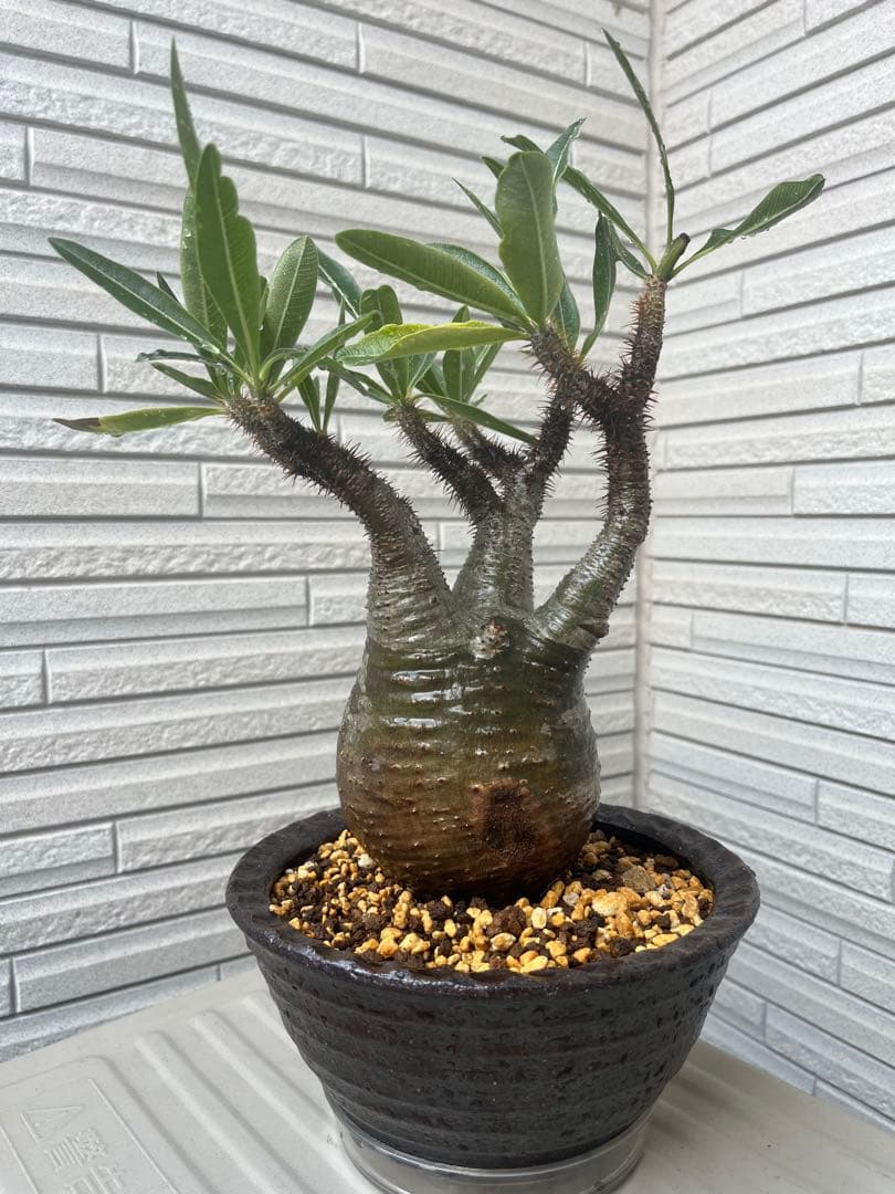 グラキリス　現地球　発根6年目株