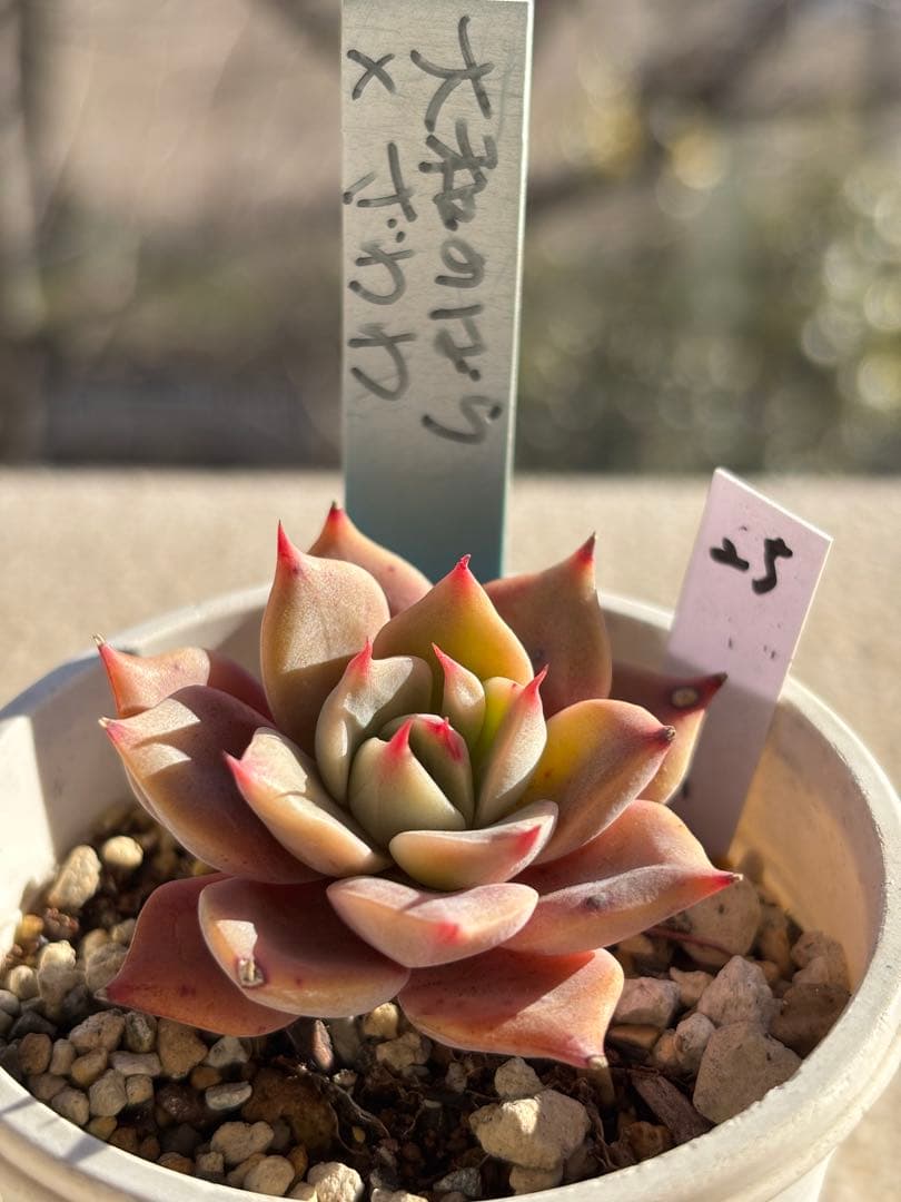 多肉 大和の×ざわわ 札付き おらいさん苗 青札 検) ミックスベリア