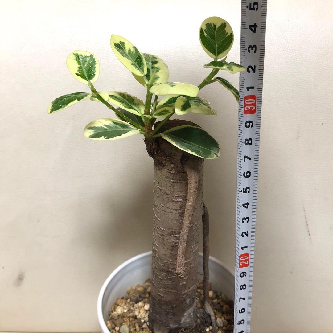 【❤︎…❤︎】　パンダ　ガジュマル　斑入り　接木