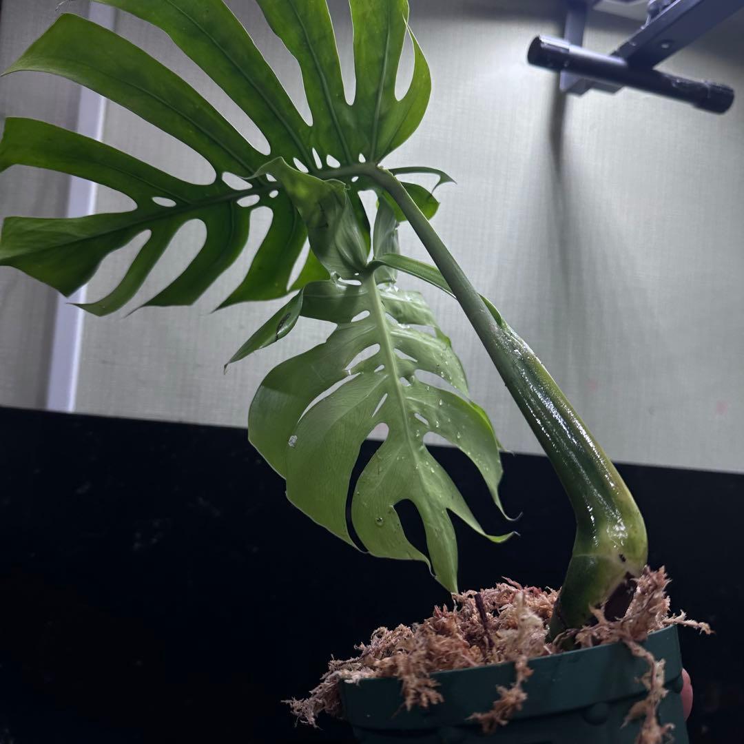 R*u様 モンステラデリシオーサマクロコズム超希少系統鉢植え