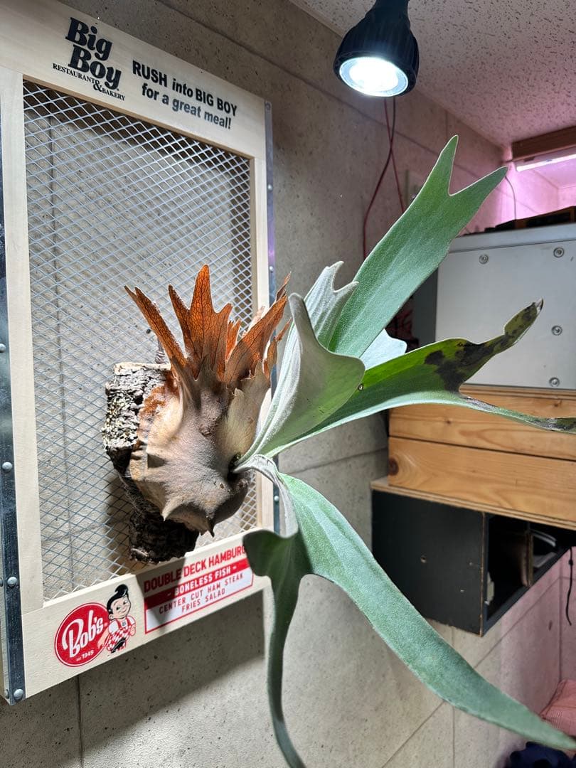 ®*️様 ビカクシダ　P.AKKI アッキー　親株サイズ