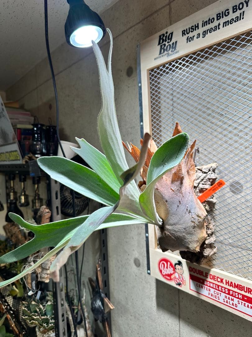 ®*️様 ビカクシダ　P.AKKI アッキー　親株サイズ