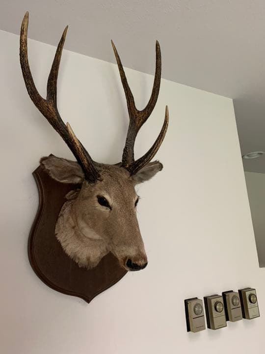 鹿の剥製 本物 鹿の剥製 壁飾り 剥製本物 リアル : 56x40x28cm フェイク