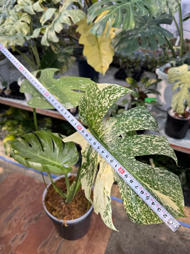 ロ*イ様 1モンステラ　タイコンステレーション　スターライト