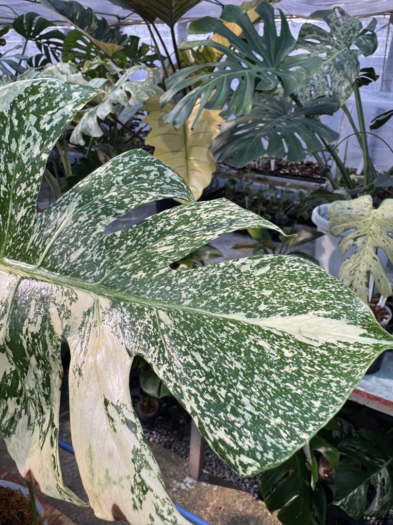 ロ*イ様 1モンステラ　タイコンステレーション　スターライト