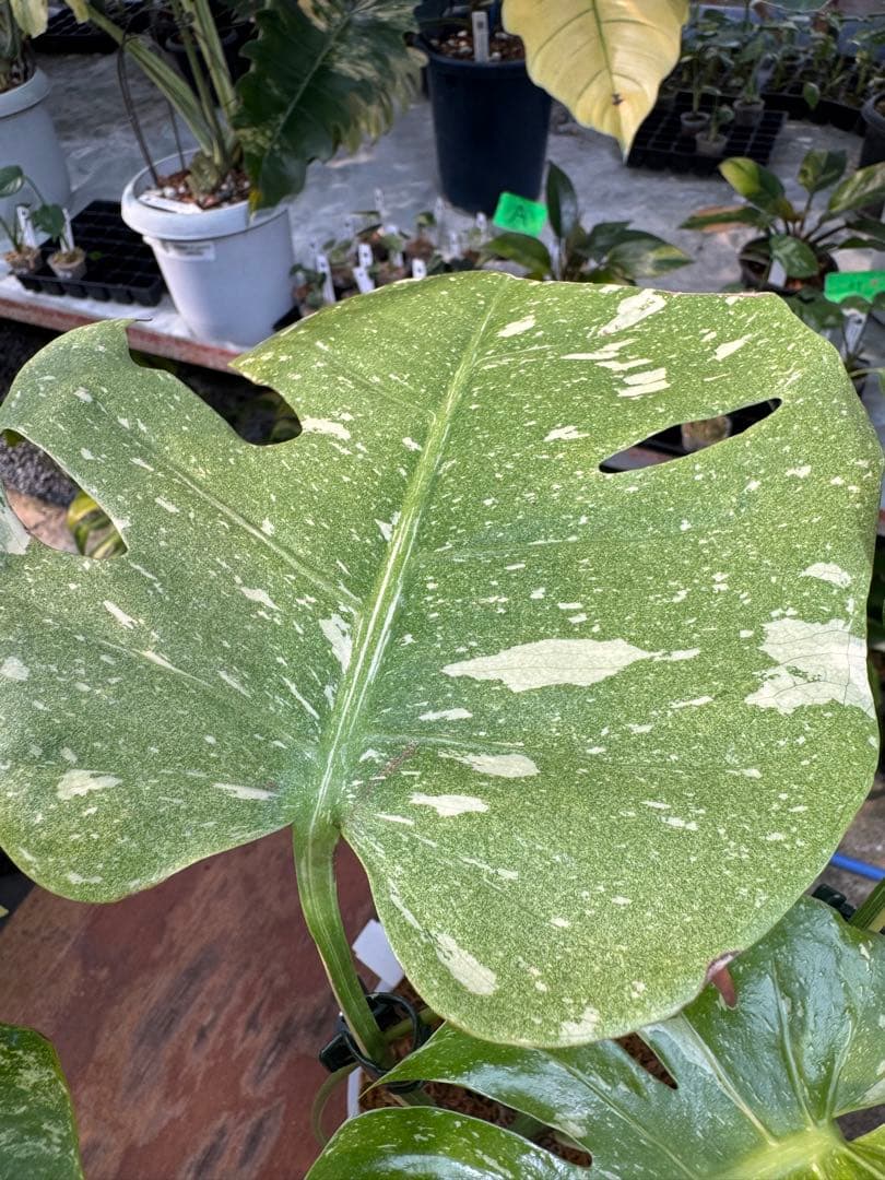 ロ*イ様 1モンステラ　タイコンステレーション　スターライト