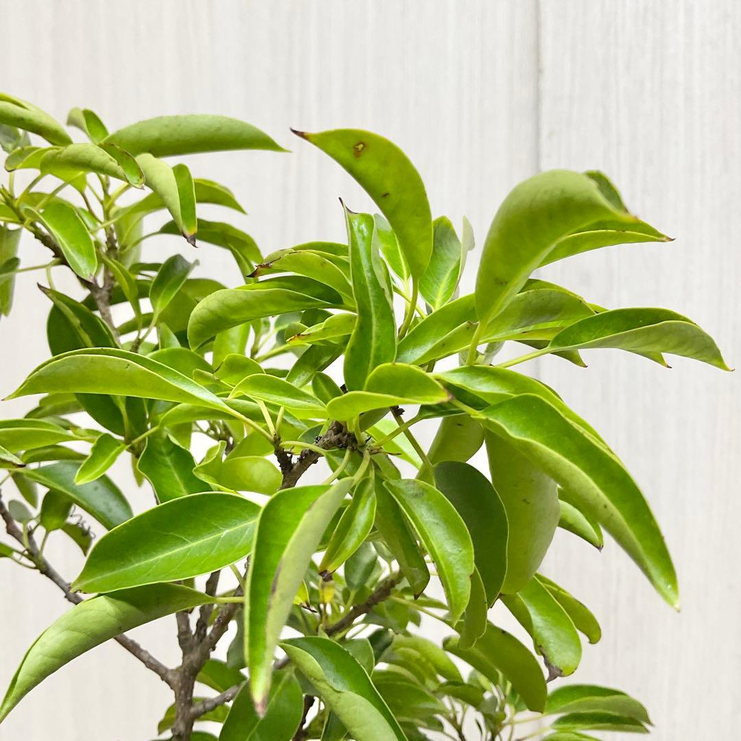 リユーススタイルラボさん専用　ソヨゴ　雄　/ 611