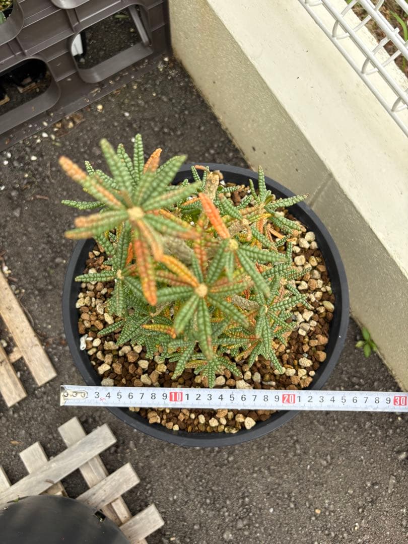 larsson-gekkabijinn様 専用枠 ギガスブラータ - メルカリ