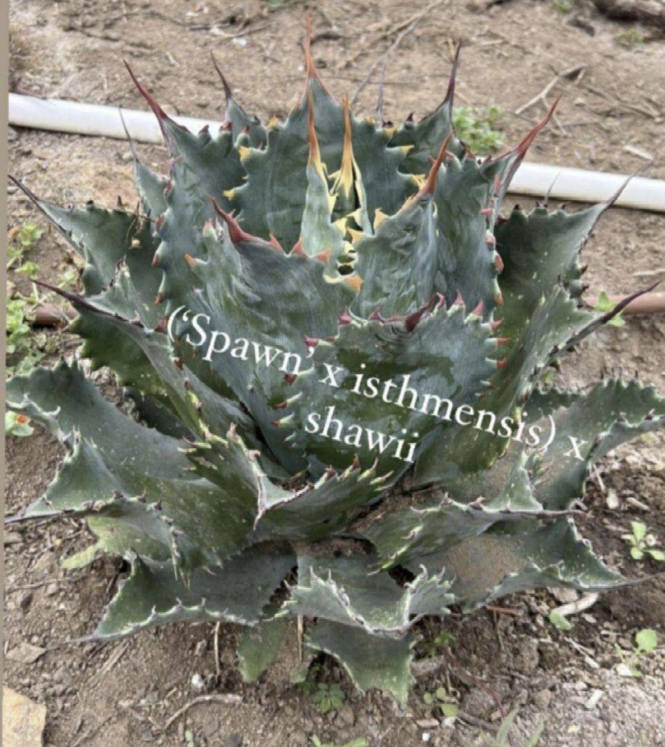 アガベ ハイブリッド (スポーン×イシスメンシス)×シャウイー - メルカリ