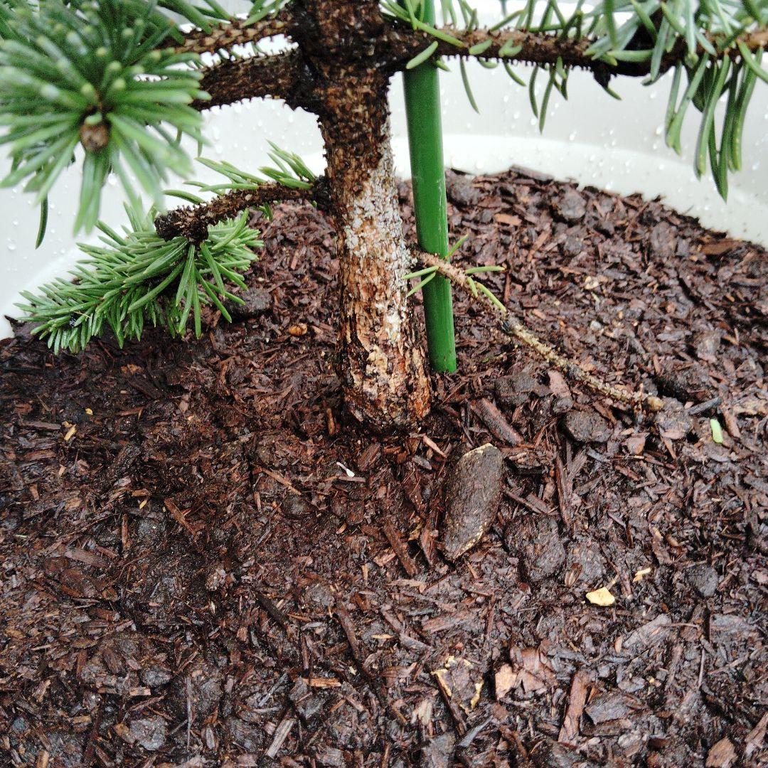 現品、もみの木の苗※プンゲンストウヒ　ホプシー！スーパーブルーではありません！