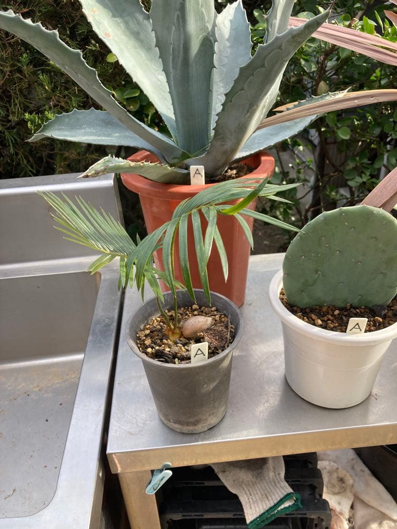 ドライガーデンAセット鉢ごと配送致します。 ドライガーデンAセット