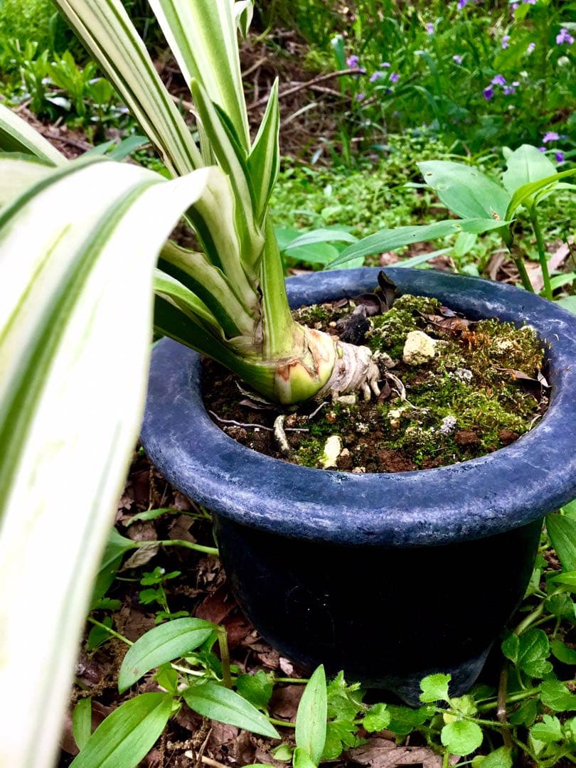 縁起植物＊希少苗＊大株【斑入りオモト＊万年青】つぼみあり＊新芽どっさり