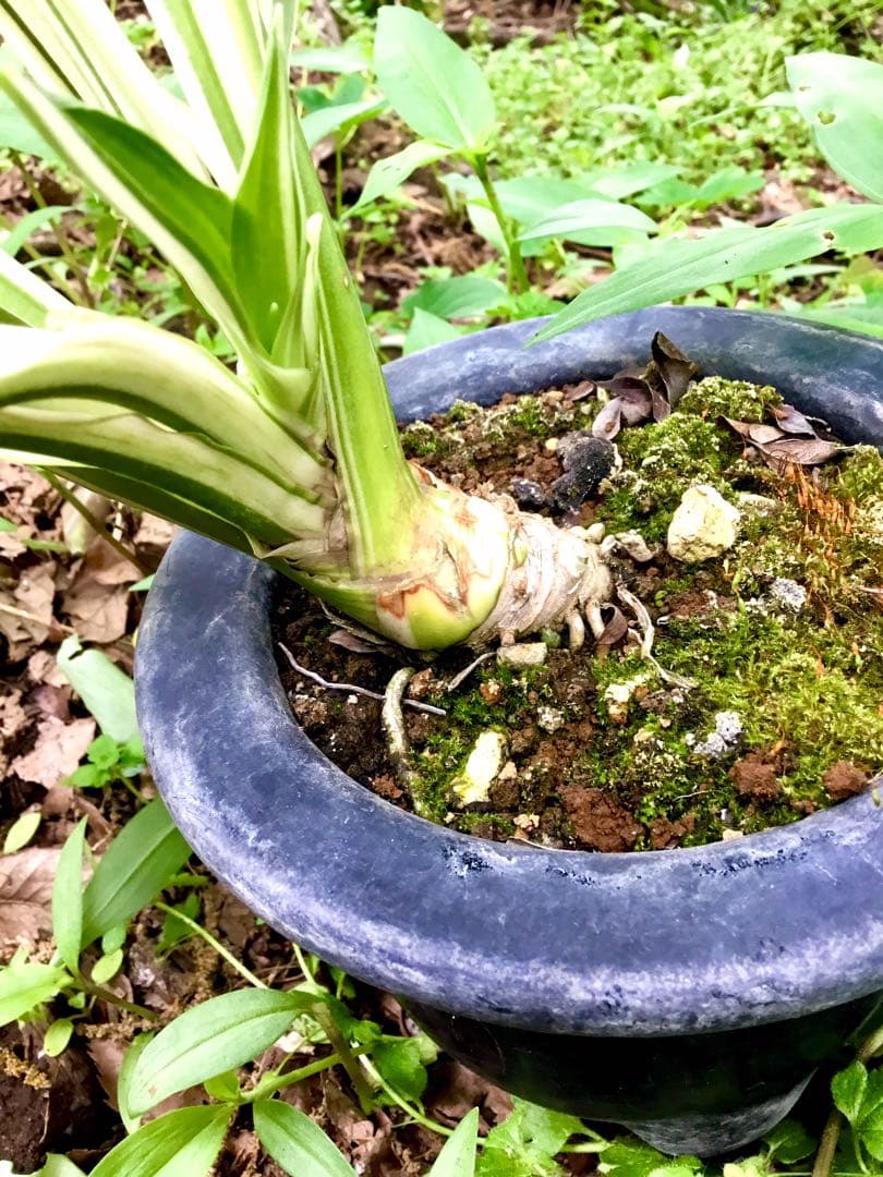 縁起植物＊希少苗＊大株【斑入りオモト＊万年青】つぼみあり＊新芽どっさり