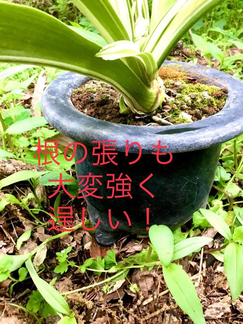 縁起植物＊希少苗＊大株【斑入りオモト＊万年青】つぼみあり＊新芽どっさり