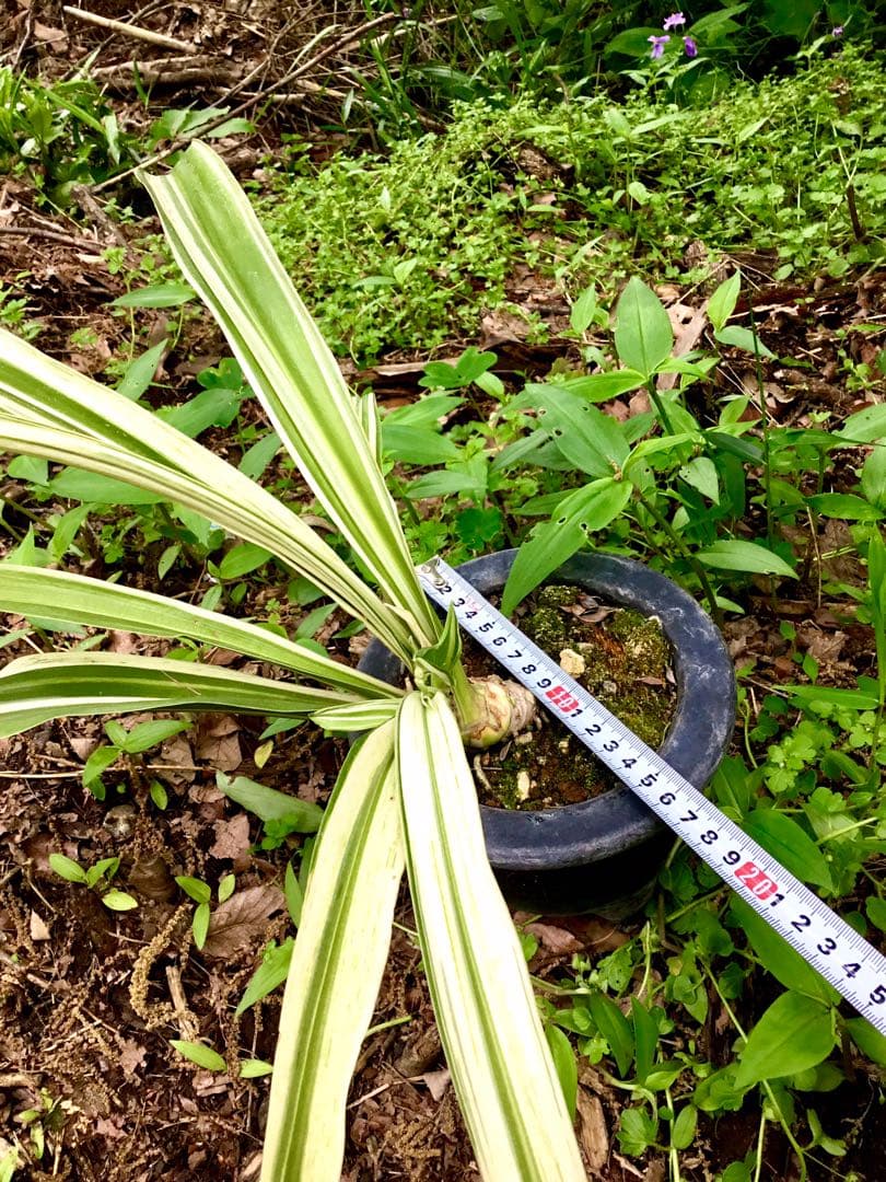 縁起植物＊希少苗＊大株【斑入りオモト＊万年青】つぼみあり＊新芽どっさり