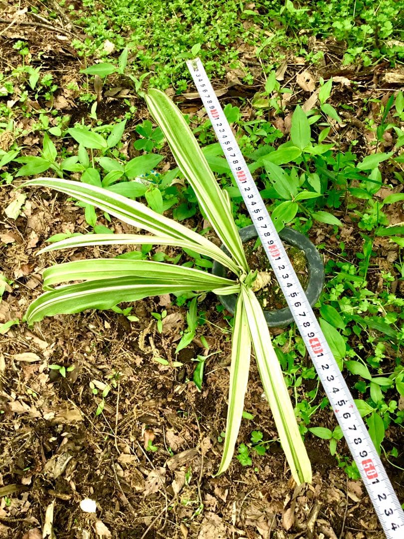 縁起植物＊希少苗＊大株【斑入りオモト＊万年青】つぼみあり＊新芽どっさり