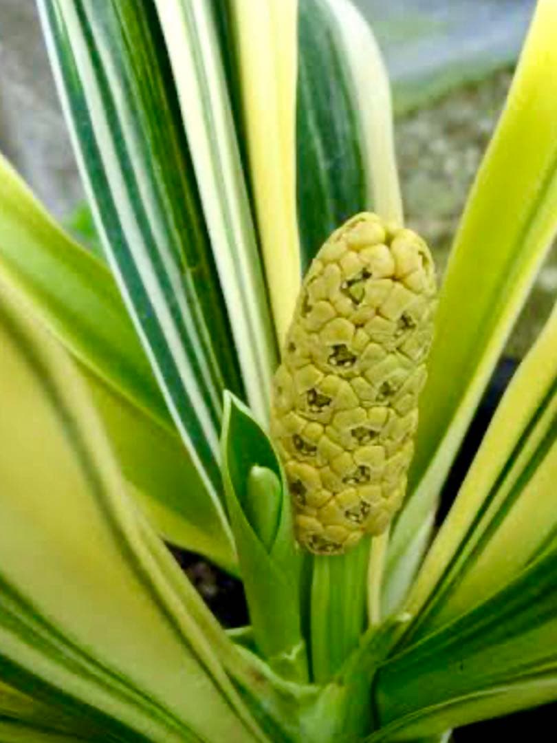 縁起植物＊希少苗＊大株【斑入りオモト＊万年青】つぼみあり＊新芽どっさり