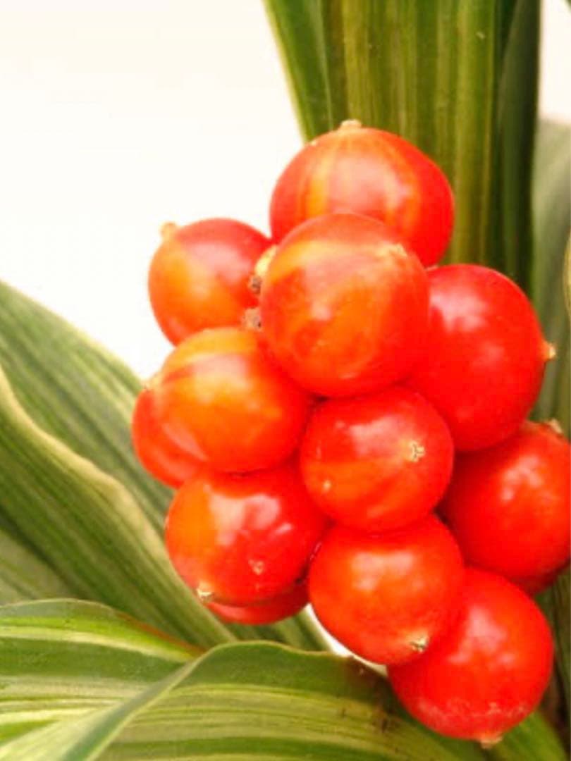 縁起植物＊希少苗＊大株【斑入りオモト＊万年青】つぼみあり＊新芽どっさり