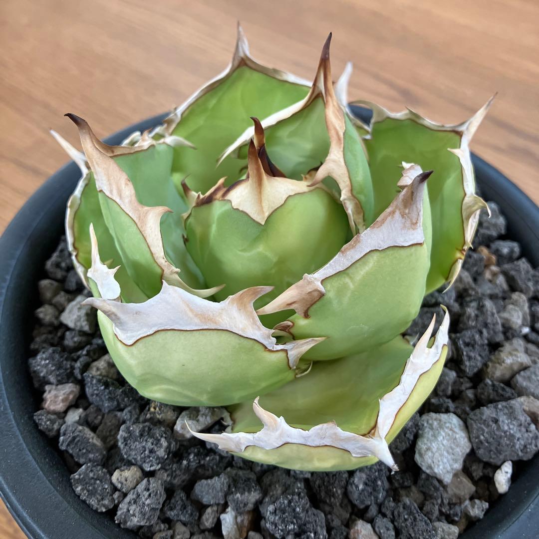 匿名配送【初売り】25 REZA産　特大　イラン　アガベ　Rose typeA