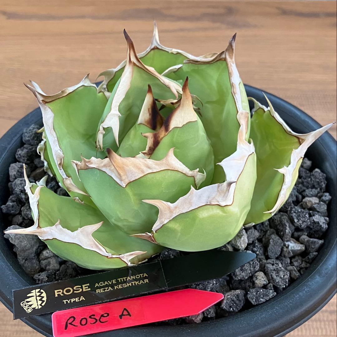 匿名配送【初売り】25 REZA産　特大　イラン　アガベ　Rose typeA