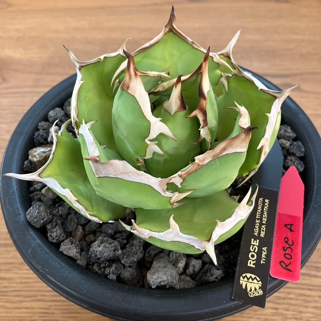 匿名配送【初売り】25 REZA産　特大　イラン　アガベ　Rose typeA