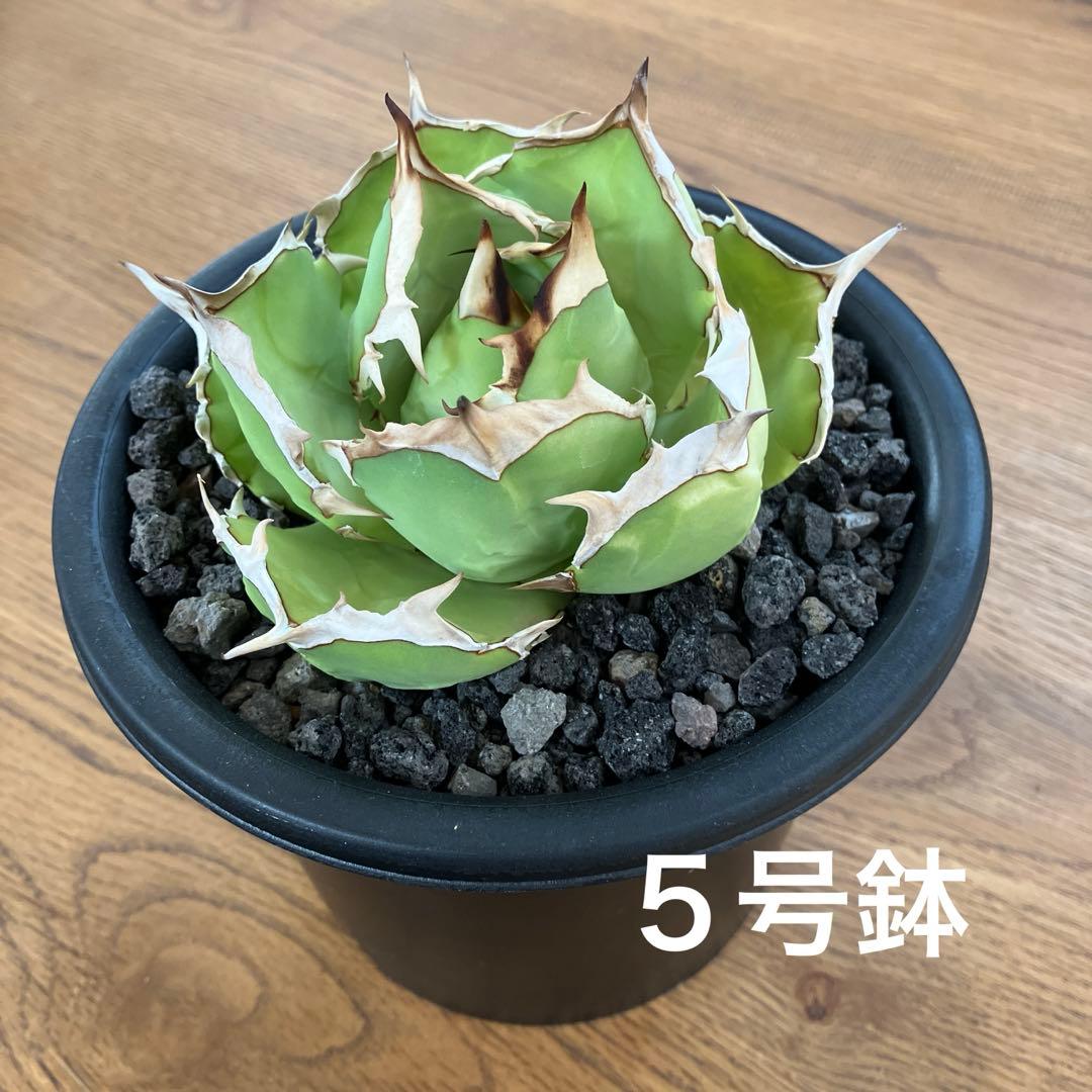 匿名配送【初売り】25 REZA産　特大　イラン　アガベ　Rose typeA