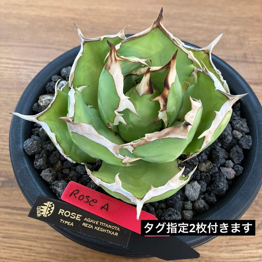 匿名配送【初売り】25 REZA産　特大　イラン　アガベ　Rose typeA