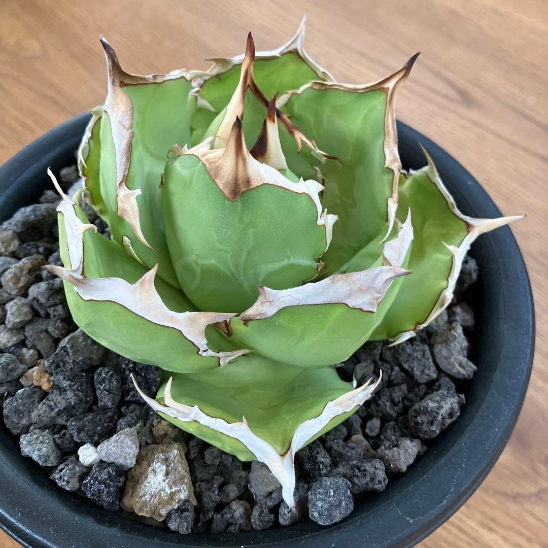 匿名配送【初売り】25 REZA産　特大　イラン　アガベ　Rose typeA