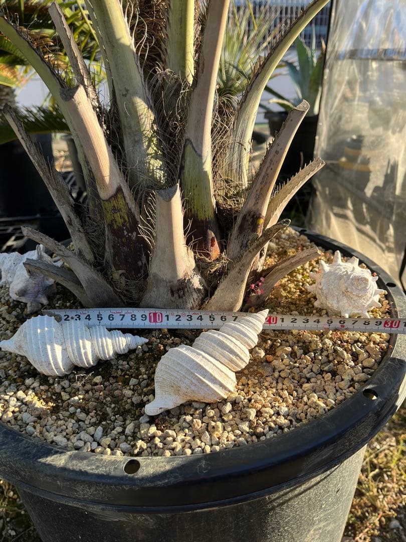 ココスヤシ　シルバーリーフ　145cm