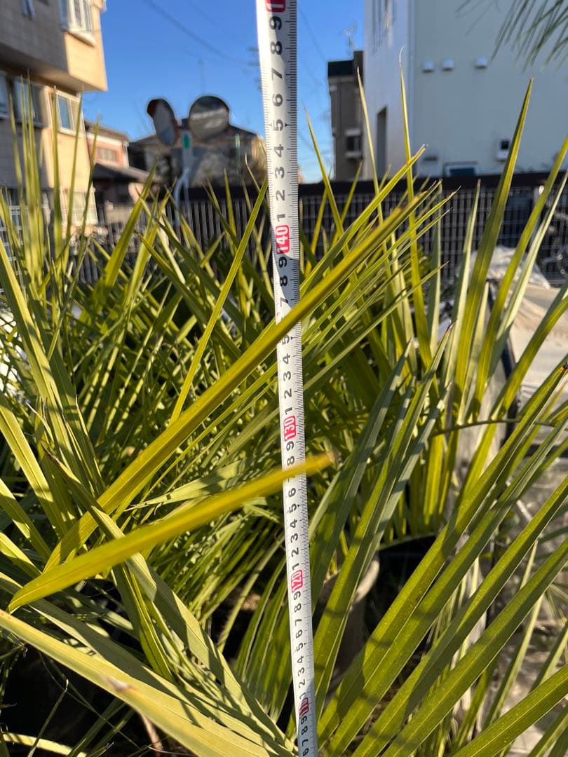 ココスヤシ　シルバーリーフ　145cm