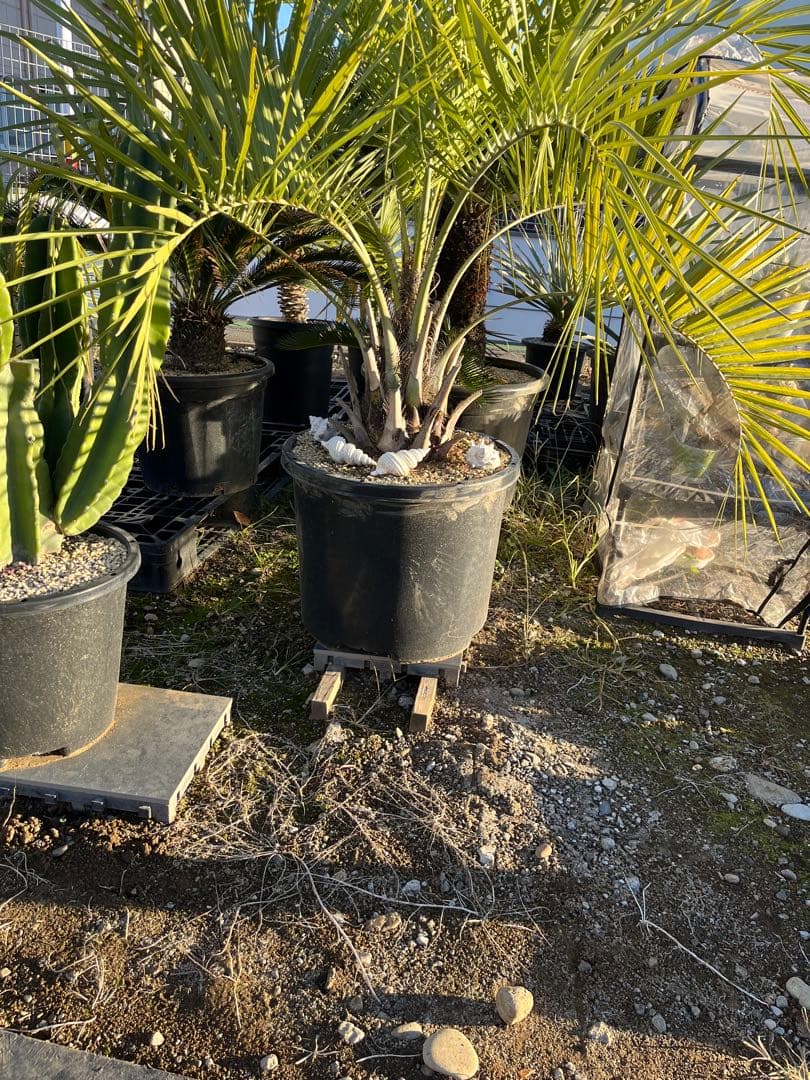 ココスヤシ　シルバーリーフ　145cm