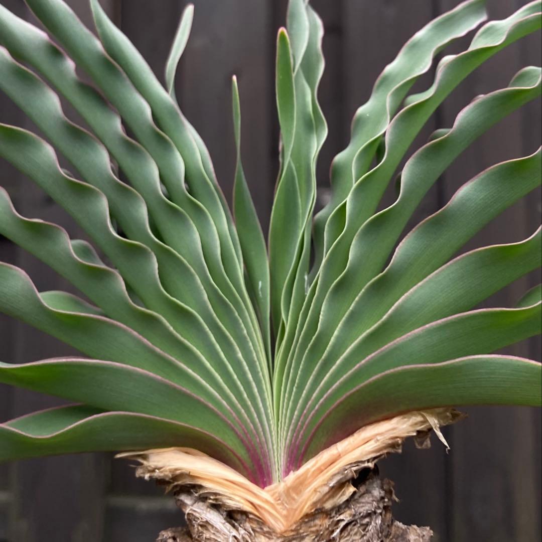 スーマン◾️鉢ごとメルカリ便◾️ブーファンディスティチャ